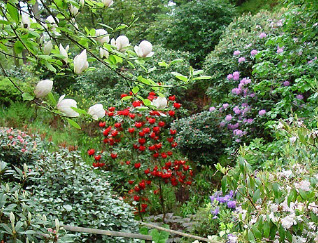 Защита и подкормка сада и огорода в первой половине июня