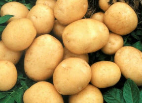 Как ускорить созревание картофеля