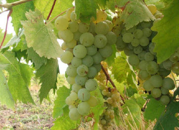 Выращивание винограда в средней полосе