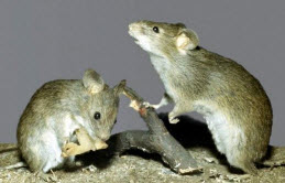 Борьба с мышами - очень важна!