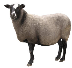 Пойка овц и коз