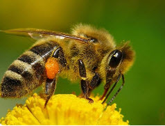 Двухматочное содержание пчёл