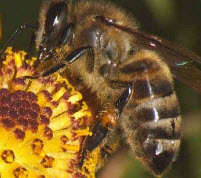 Подкормка пчел и их заболеваемость