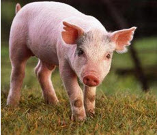 Как снизить затраты в свиноводстве?