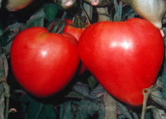 Про томаты бычье сердце