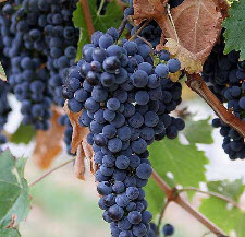 Обрезка винограда осенью (весной) в картинках