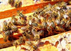 Пчелы весной