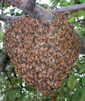 Как поймать рой пчел