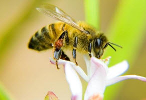 Система оздоровления пчел
