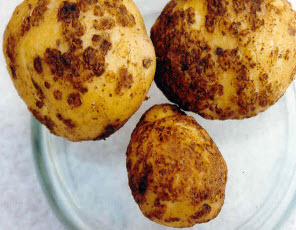 Парша картофеля