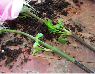 выращивание роз из черенков