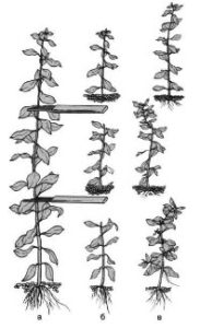 Размножение растений черенками