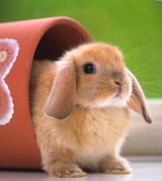 Рапс для кроликов