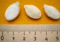 Как получить семена тыквы