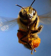 Технология содержания пчёл