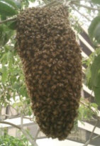 Не мешайте роению пчел