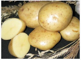 Выбираем семена картофеля