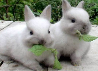 Кормление кроликов, обед с огрода