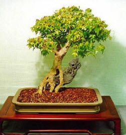 Растение бонсай