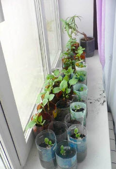 Как выращивать рассаду на окне