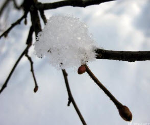 Действие мороза на плодовые деревья