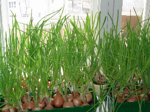 Как ускорить рост зеленого лука?