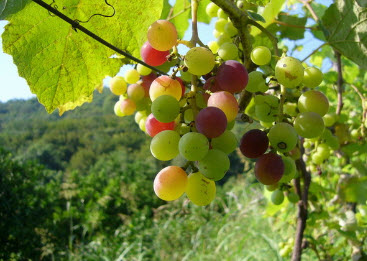 Выращивание Сердобского винограда