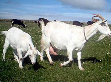 Кормление дойной козы