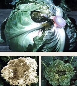 Слизистый бактериоз капусты