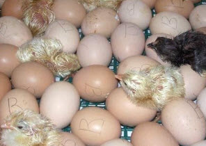 Инкубация яиц, отбор для инкубации