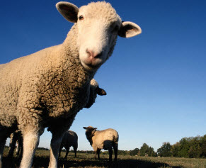 Роды у овец и коз 