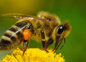 Пчеловод делится опытом. 1 часть