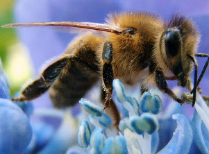 Пчеловод делится опытом. 3 часть