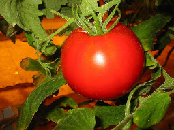 Основные требования для нормального роста помидоров