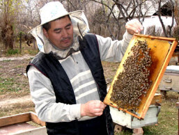 Доход пчеловодов, и о пчеловодстве в целом