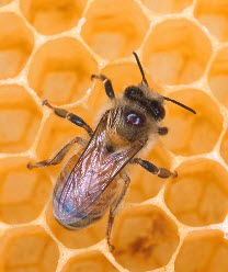 Профилактика и лечения аскосфероза пчел