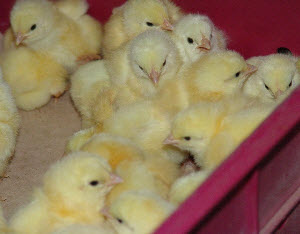 Выращивание бройлерных цыплят