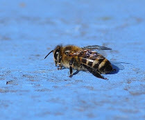 Пчел губит сырость