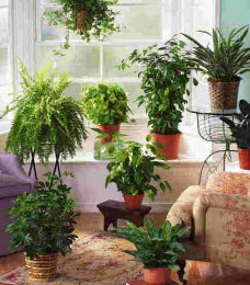 комнатные растения после зимы