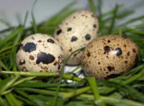 Утиные яйца для инкубации