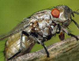 Капустная муха и меры борьбы