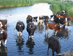 Минеральная подкормка летом для коровы