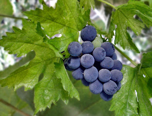 Заняться выращиванием винограда