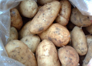 Как выкапывать и хранить картошку