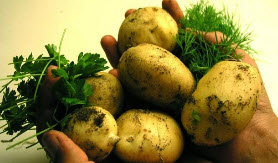 Сорт картофеля «Лыковский»