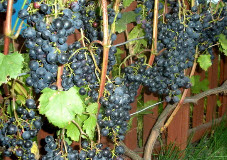 Загадка шарова виноград выращивание