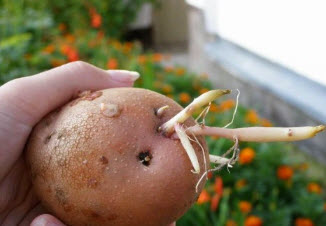 Способы проращивания картофеля