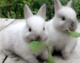 Уход за кроликами весной