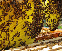 Размножение пчелиных семей