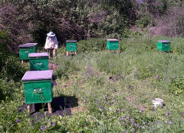 Опыт пчеловода, и ульи Дадана